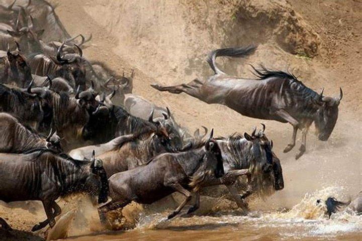 Fire dage tiltrådte nationalparker i Safari Serengeti, Ngorongoro og Tarangire
