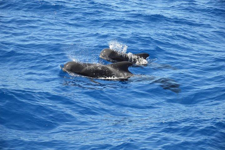 Tenerife: observation des baleines et des dauphins