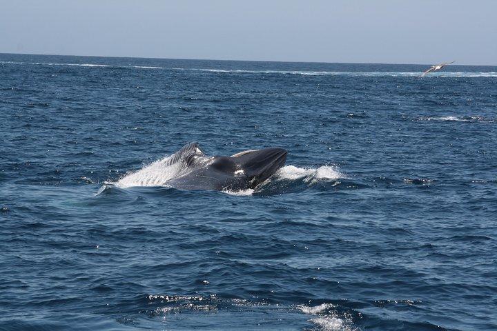 Tenerife: osservazione di balene e delfini