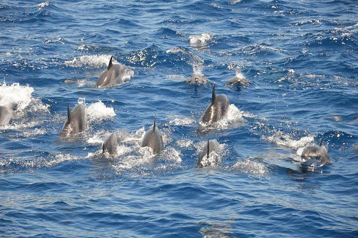 Tenerife: Hval- og delfinsafari