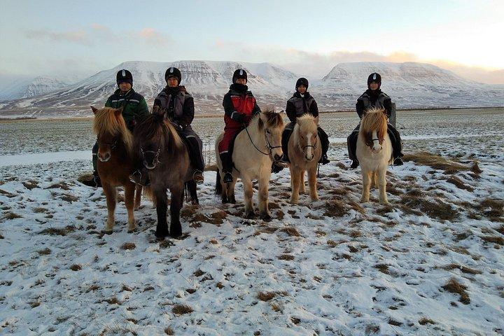 北アイスランドでのバイキング乗馬体験
