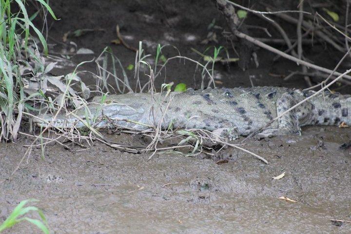Palo Verde Jungle Tour