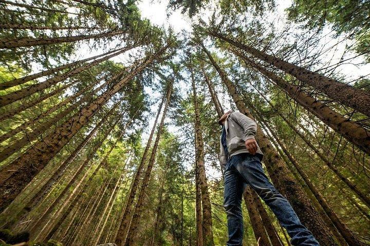 San Francisco Excursion: Guided Tour to Muir Woods and Sausalito