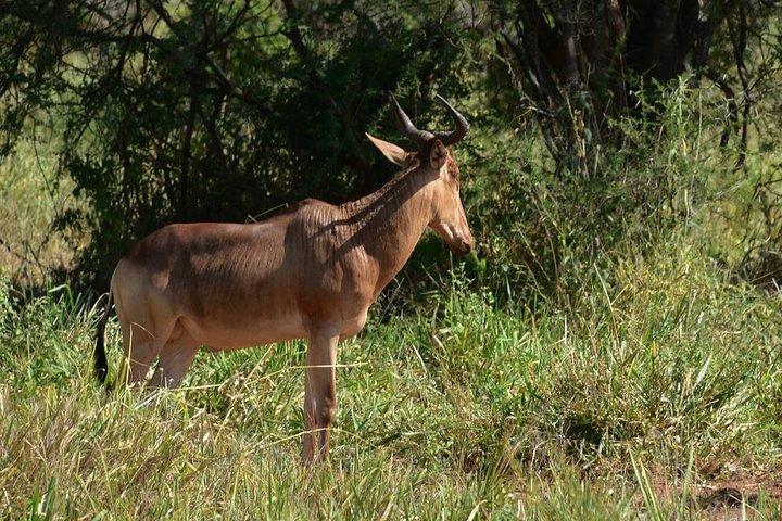 Gita di un giorno al Tarangire National Park