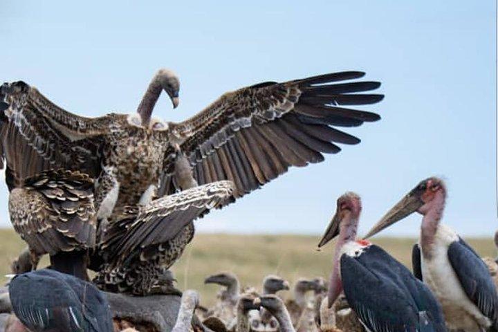 Excursión de 7 días a Kenia Safari económico
