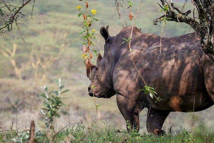 Excursión de 7 días a Kenia Safari económico