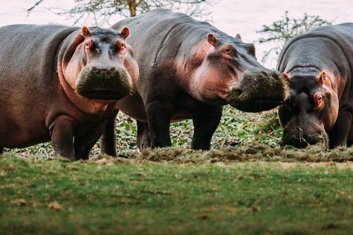 Excursión de 7 días a Kenia Safari económico