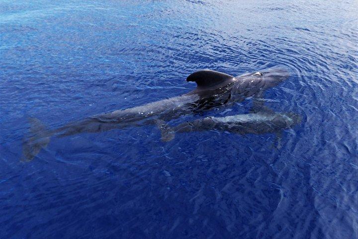 セイルボートによるロス・ギガンテスのクジラウォッチングチャーター
