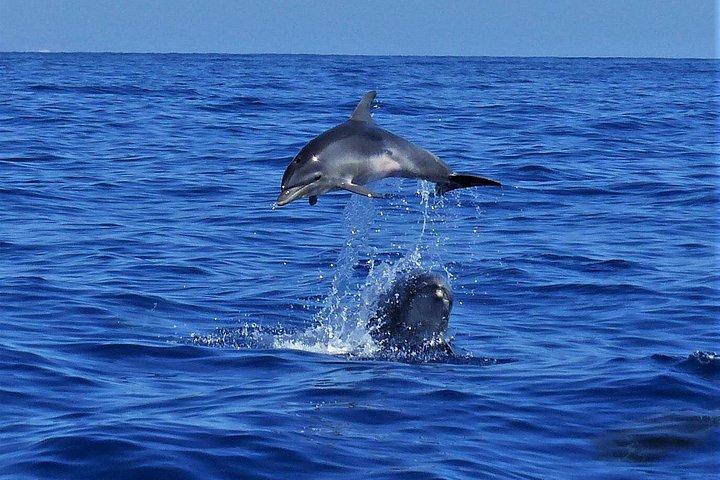 セイルボートによるロス・ギガンテスのクジラウォッチングチャーター