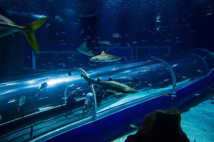 Aquario Com Boulevard Olímpico Rio de Janeiro