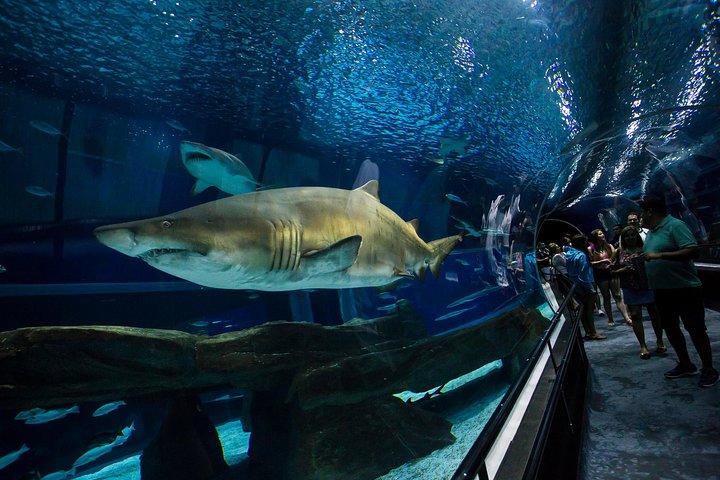 Aquario Com Boulevard Olímpico Rio de Janeiro