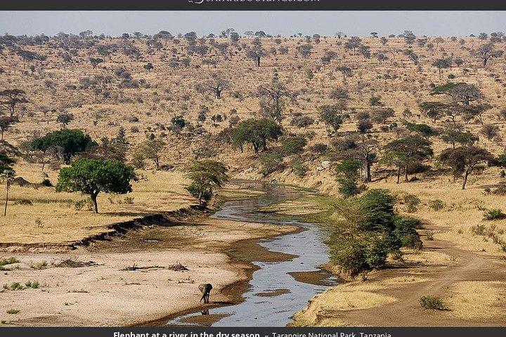 1 día de safari grupal unido al Parque Nacional Tarangire