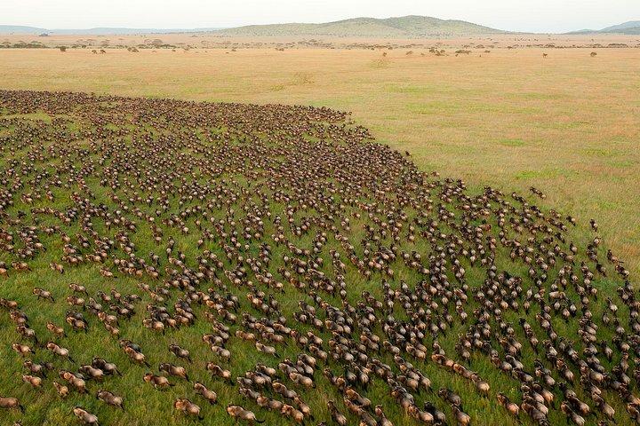 6 dagar Gå med i gruppsafari Serengeti, Ngorongoro, Lakeara, Tarangire, Arusha