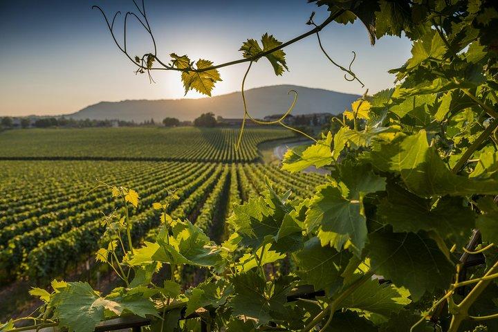 De Roma: excursão privada de um dia pela Toscana