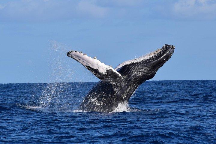 PRIVAT valskådningstur | Cabo San Lucas | Biolog | GRATIS Bilder