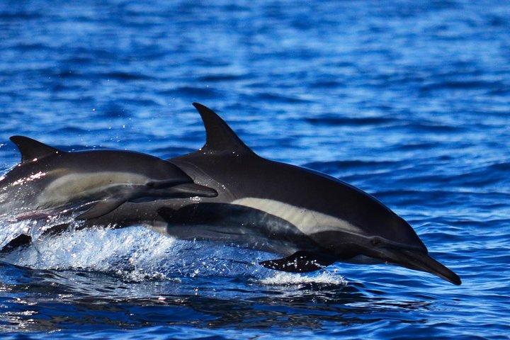 カボ・サン・ルーカスの海洋生物学者とのゾディアック・ホエールウォッチ