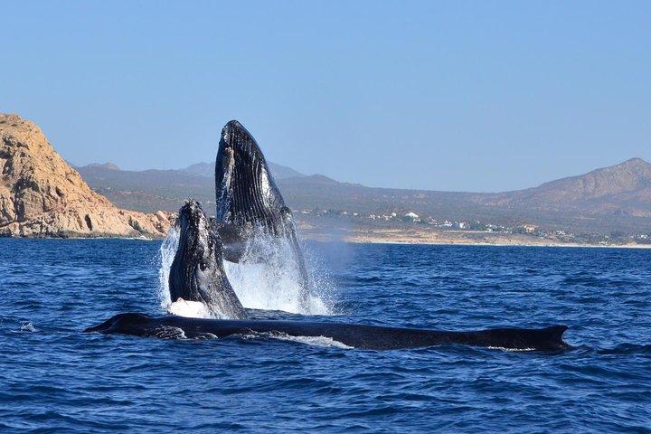 Zodiac Whale Watch met mariene bioloog in Cabo San Lucas