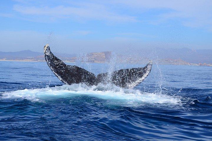 カボ・サン・ルーカスの海洋生物学者とのゾディアック・ホエールウォッチ