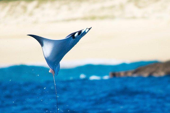 カボ・サン・ルーカスの海洋生物学者とのゾディアック・ホエールウォッチ