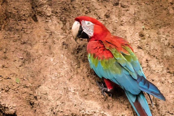 Tambopata 3-dagars Amazonastur : Macaws, Caimans & Jungle