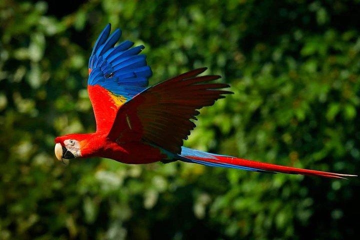 Tambopata 3-dagars Amazonastur : Macaws, Caimans & Jungle