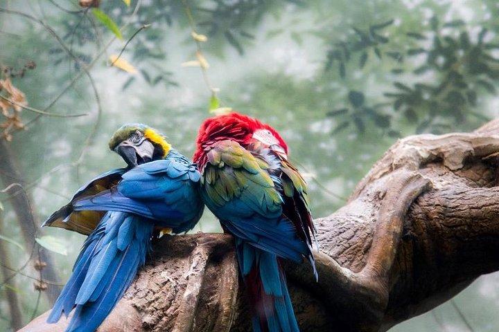 Tambopata 3-dagars Amazonastur : Macaws, Caimans & Jungle