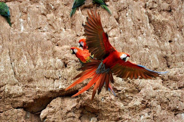 Tambopata 3-dagars Amazonastur : Macaws, Caimans & Jungle