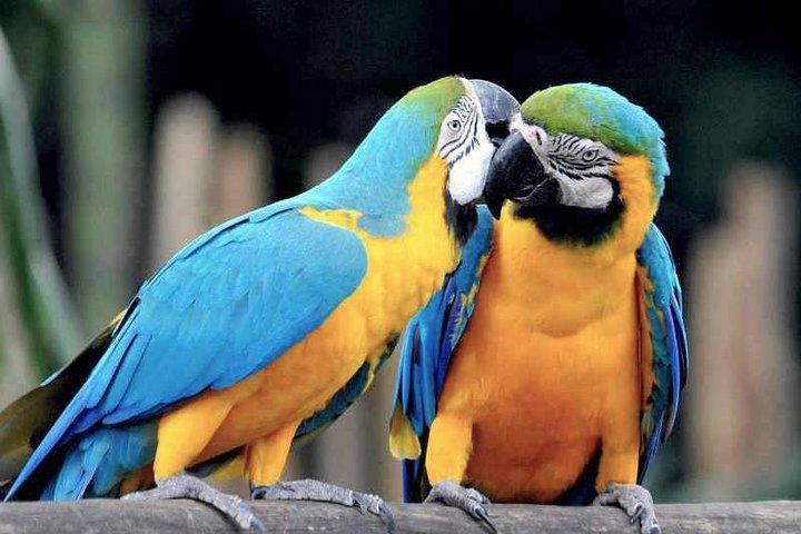 Tambopata 3-dagars Amazonastur : Macaws, Caimans & Jungle