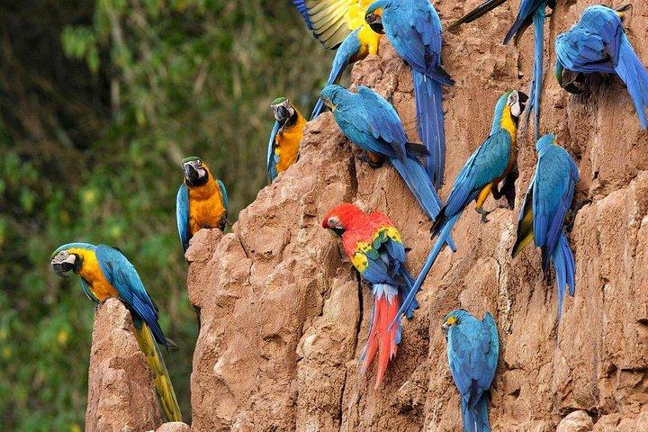 Tambopata 3-dagars Amazonastur : Macaws, Caimans & Jungle