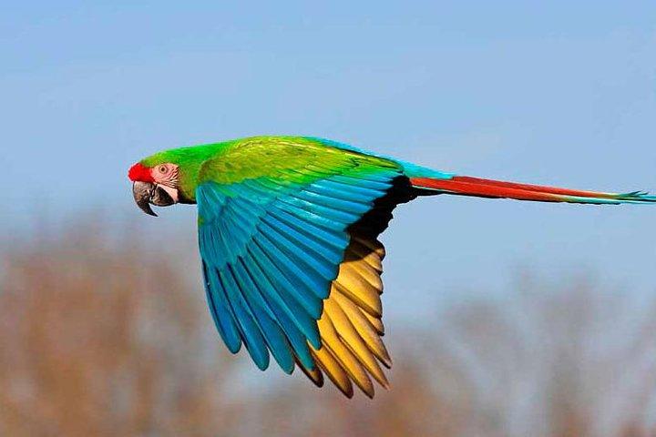 Tambopata 3-dagars Amazonastur : Macaws, Caimans & Jungle