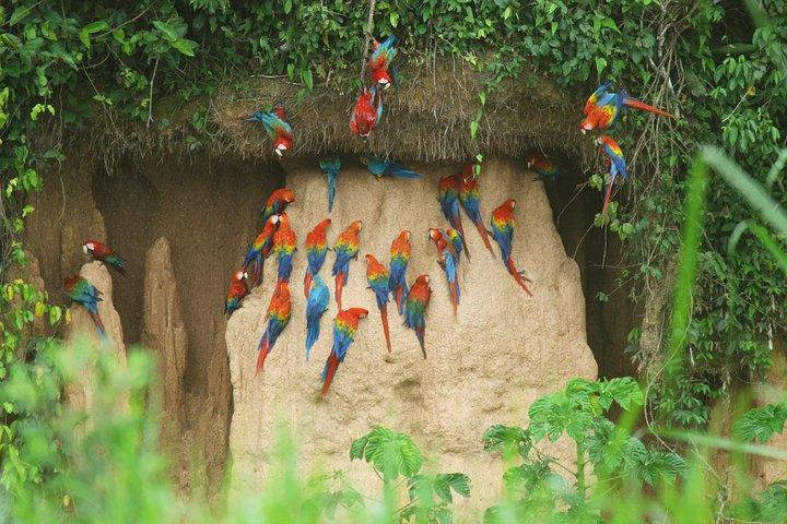 Tambopata 3-dagars Amazonastur : Macaws, Caimans & Jungle