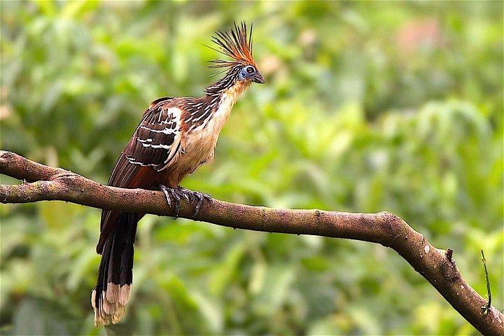 Manu Jungle Exploring: 5 Day Amazon & Cloud Forest Adventure