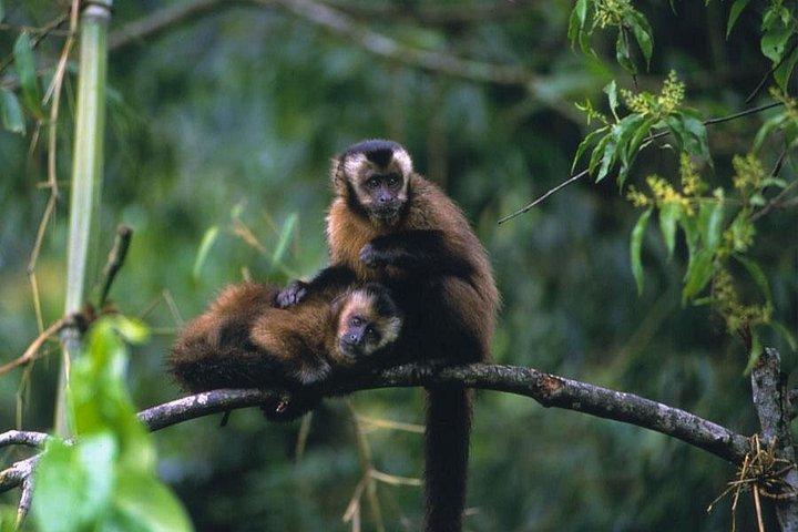 Manu Jungle Exploring: 5 Day Amazon & Cloud Forest Adventure