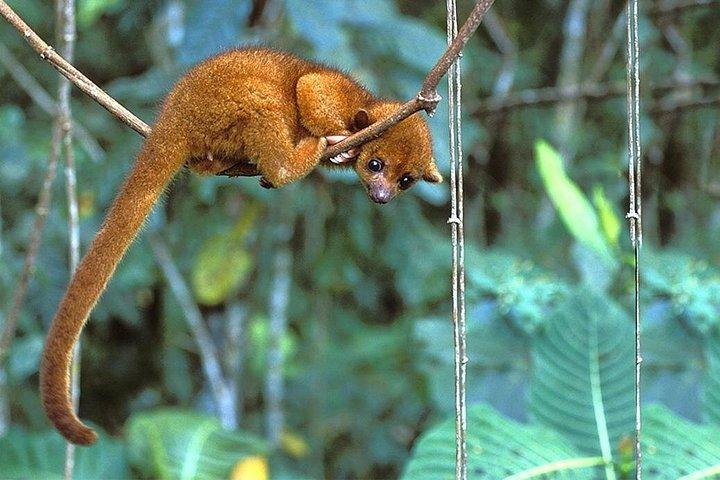 Manu Jungle Exploring: 5 Day Amazon & Cloud Forest Adventure