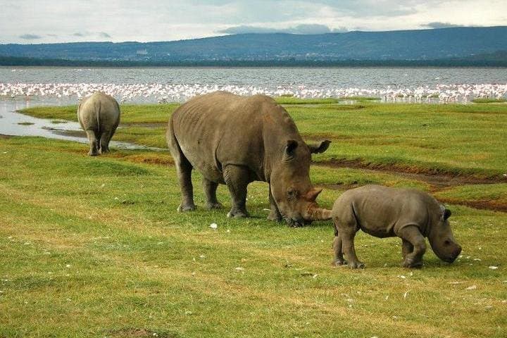 Day trip to lake Nakuru national park