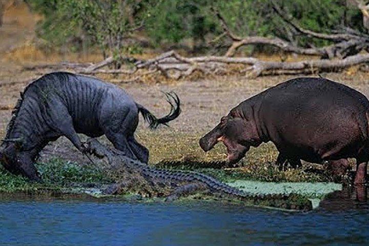 4日間のミッドレンジサファリセレンゲティ、ンゴロンゴロ、マニヤーラ湖国立公園