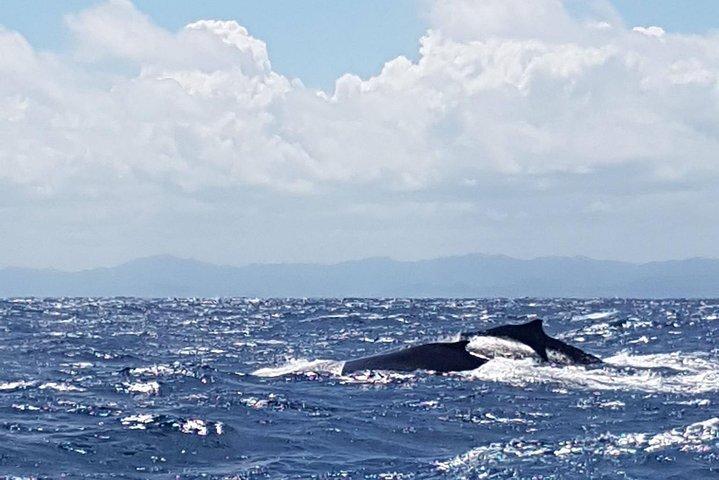 Whale Watching in Samana
