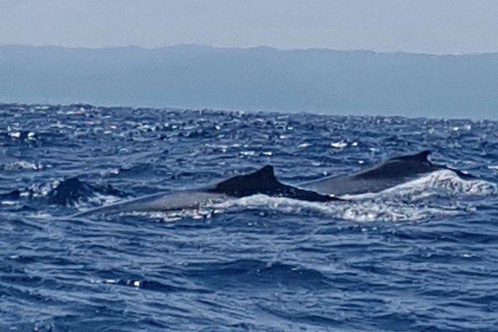 Whale Watching in Samana
