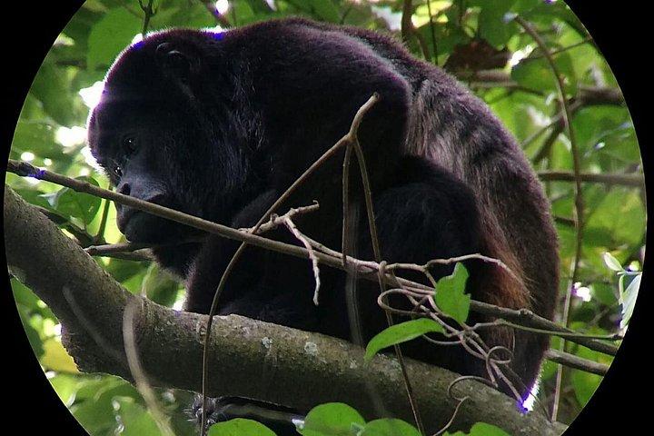 Monteverde Cloud Forest Tour with a Certified Tour Guide