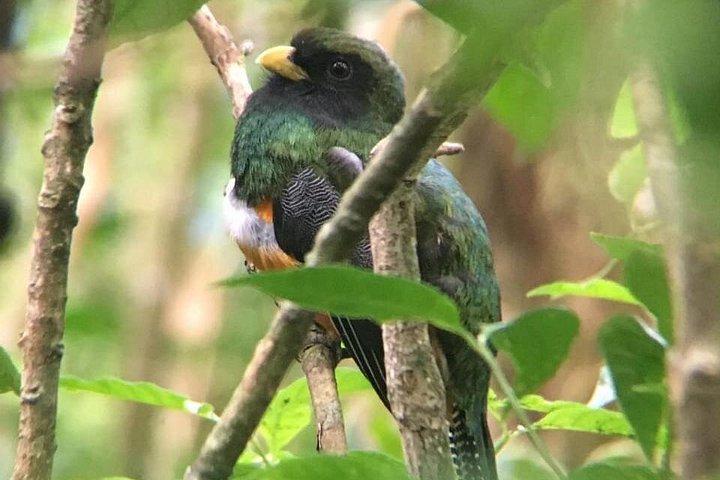 Monteverde Cloud Forest Tour with a Certified Tour Guide