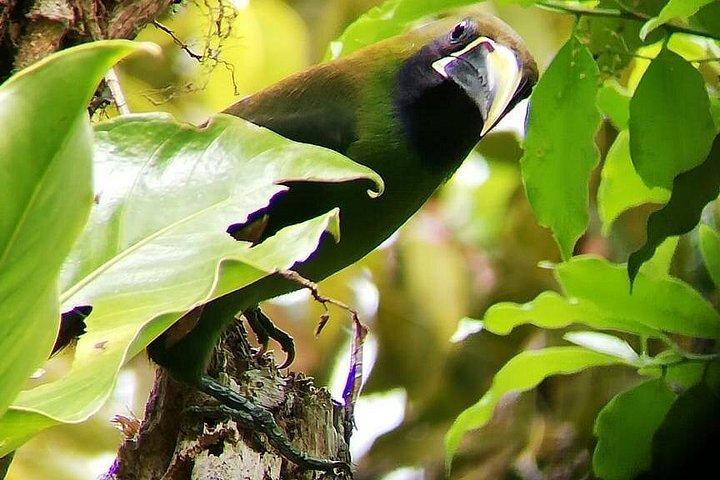 Monteverde Cloud Forest Tour with a Certified Tour Guide