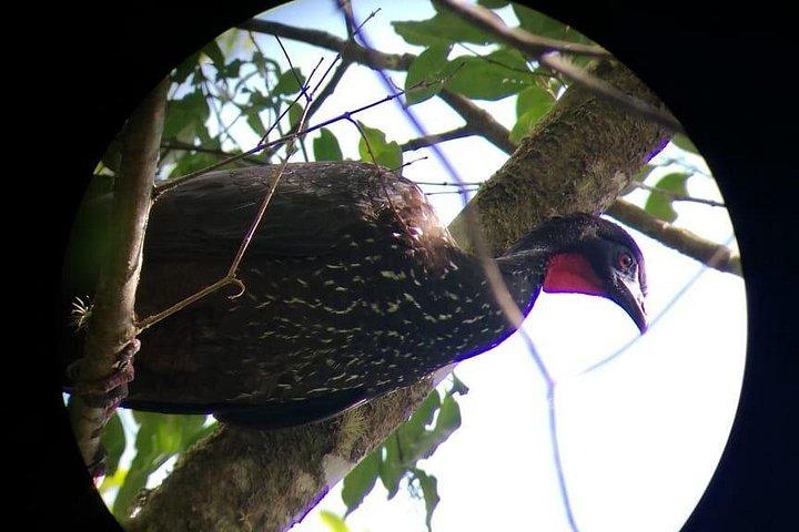 Monteverde Cloud Forest Tour with a Certified Tour Guide