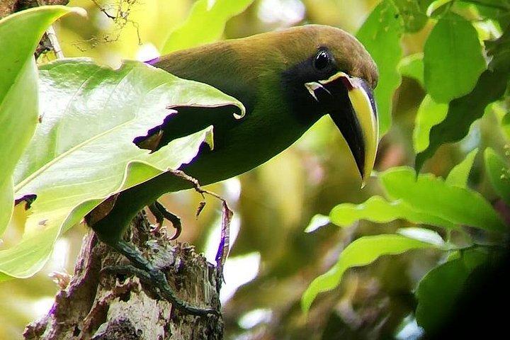 Monteverde Cloud Forest Tour with a Certified Tour Guide