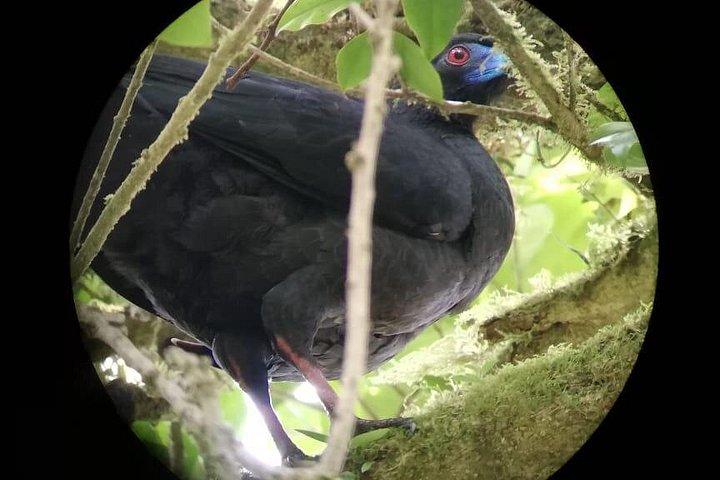 Monteverde Cloud Forest Tour with a Certified Tour Guide