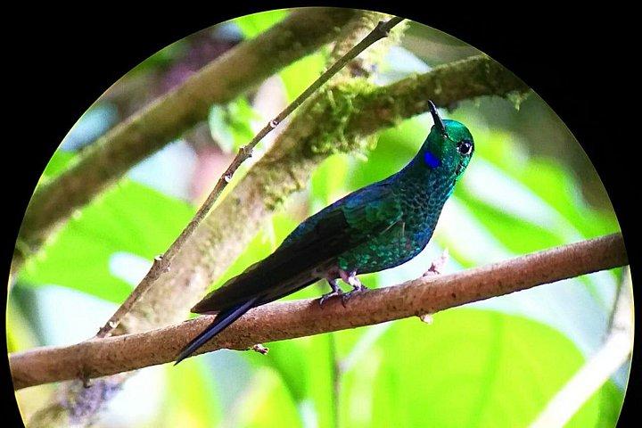Monteverde Cloud Forest Tour with a Certified Tour Guide