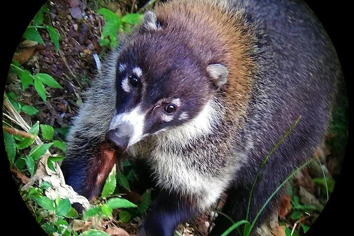 Monteverde Cloud Forest Tour with a Certified Tour Guide