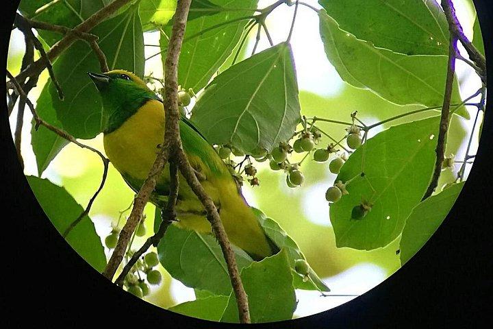Monteverde Cloud Forest Tour with a Certified Tour Guide