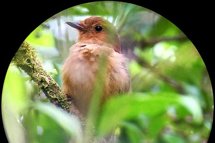 Monteverde Cloud Forest Tour with a Certified Tour Guide
