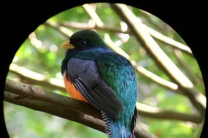 Monteverde Cloud Forest Tour with a Certified Tour Guide