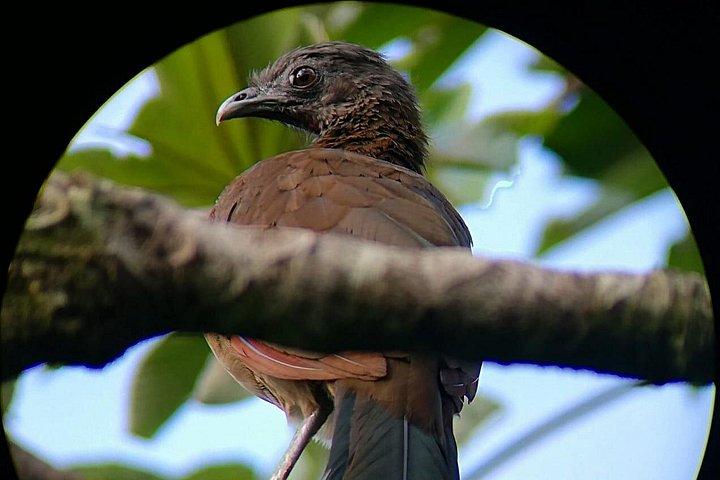 Monteverde Cloud Forest Tour with a Certified Tour Guide